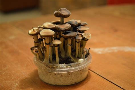 The Legal Landscape Surrounding Magic Mushrooms Explored with Isaac
